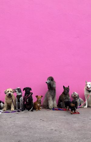 Dogs